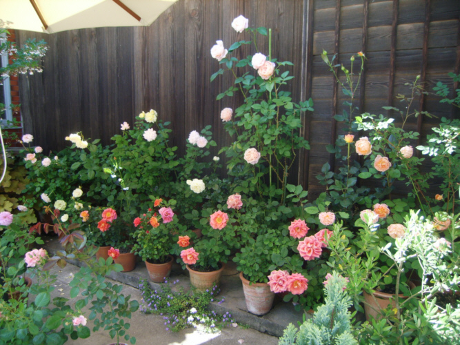 バラのある庭ってやっぱり綺麗 Entikaのブログ